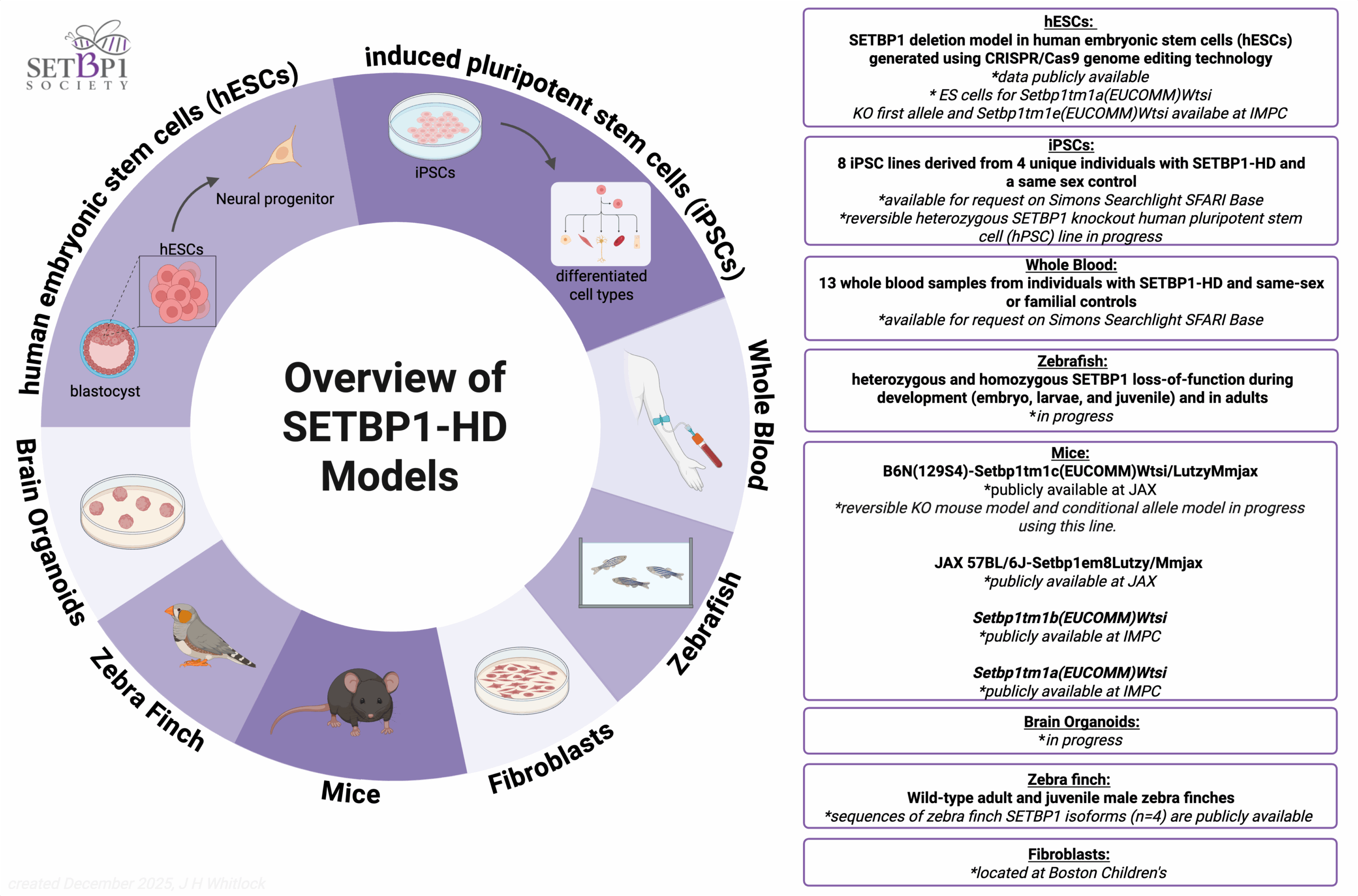 2025 SETBP1-HD Model Overview Update